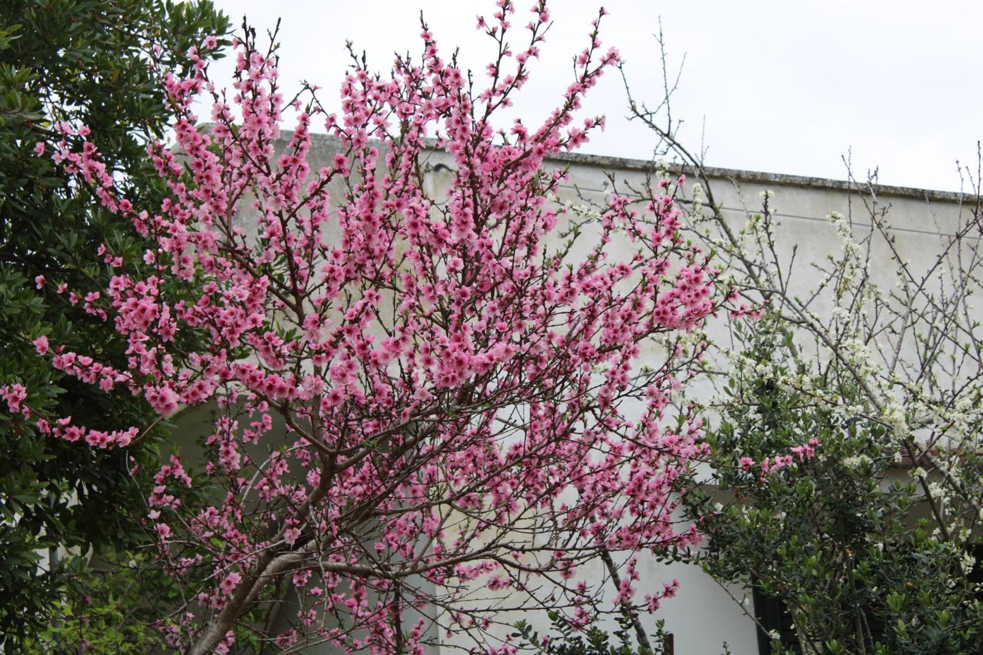 Agriturismo Lu Podere Alimini Εξωτερικό φωτογραφία